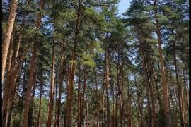 10 сот ИЖС  Александровская Горка